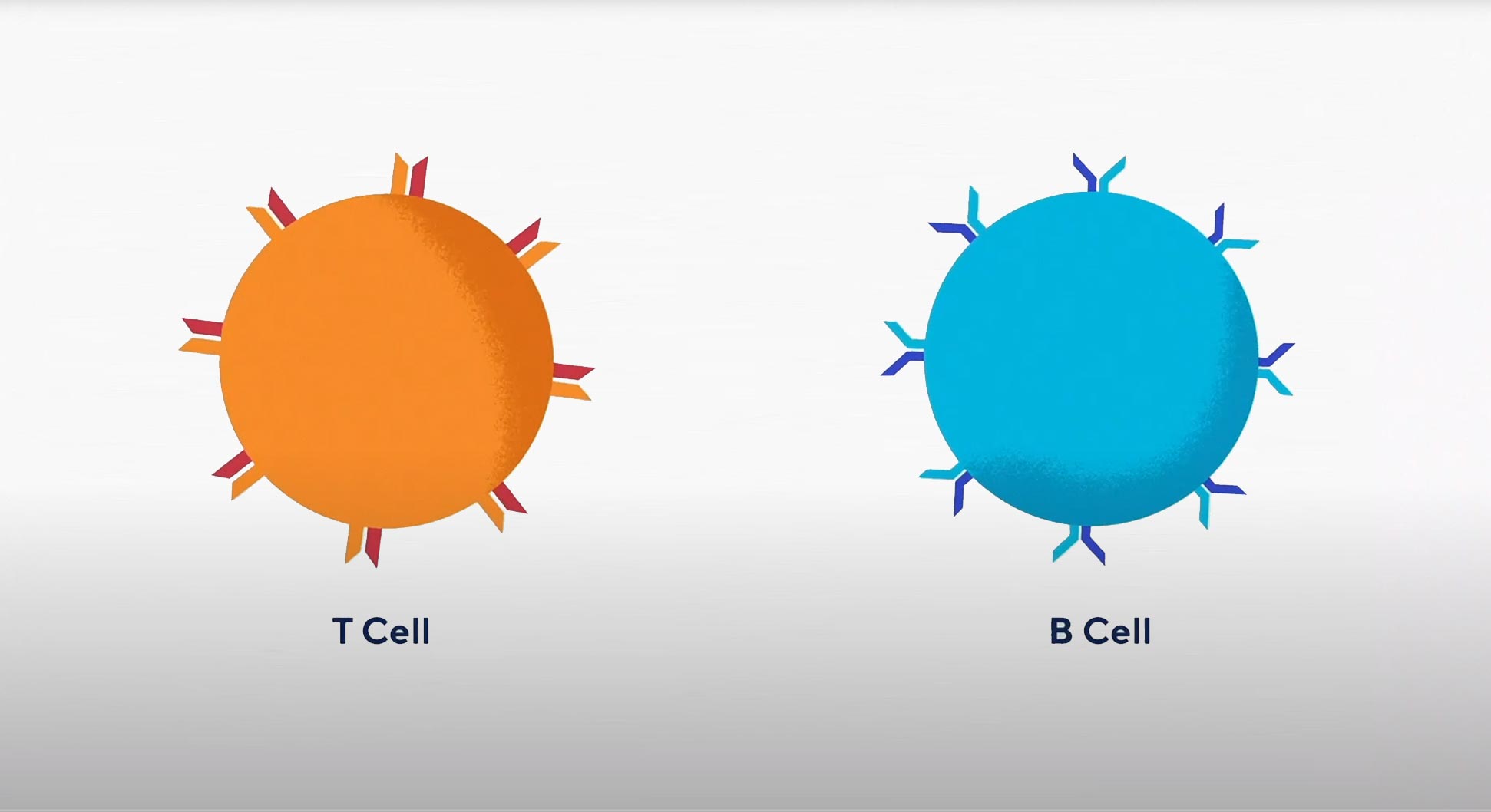 Image of T Cell and B Cell