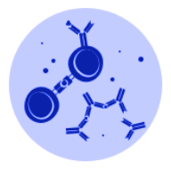 Image of autoimmune system