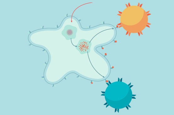 T Cell Testing Outperforms Antibody Testing in Determining Prior COVID-19 Infection