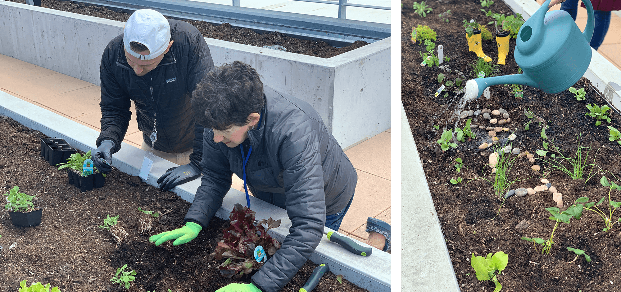 Karen Robins and Tony H from the Sustainability ERG plant the rooftop garden